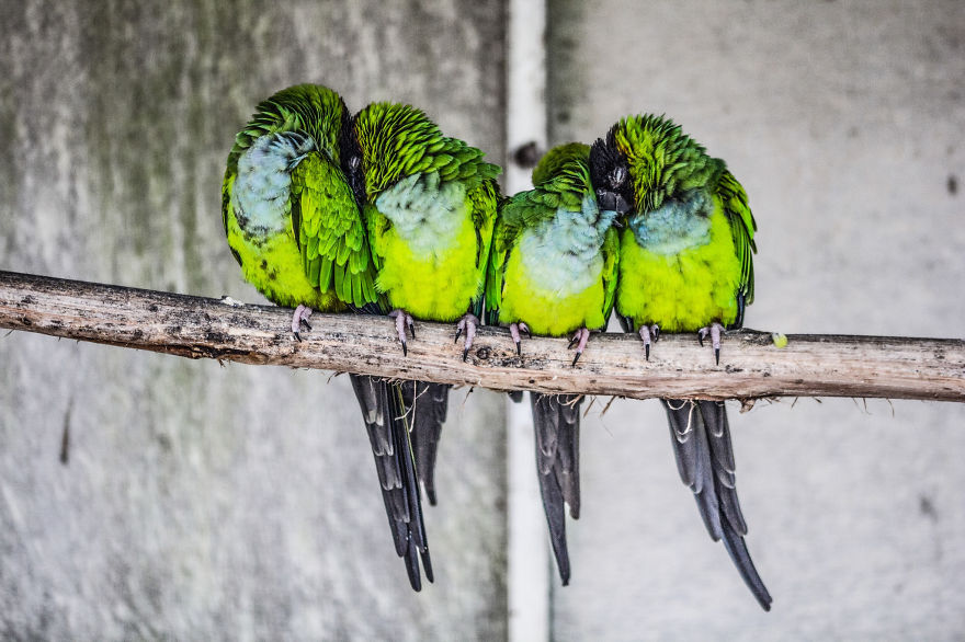 4 Birds Sleeping Together On A Stick