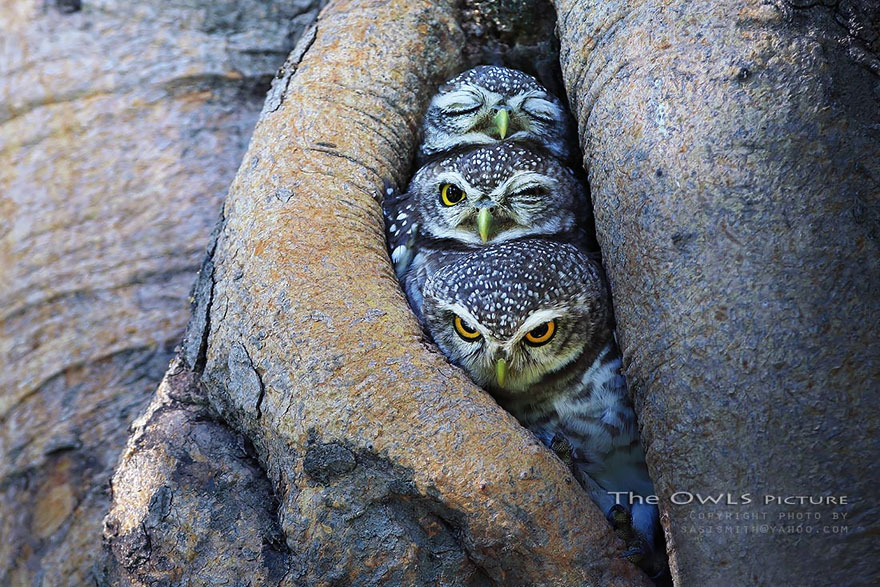 Owls Keeping Warm