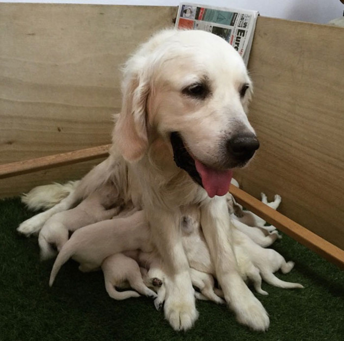 Dog-topus: A Newly Discovered Golden Retriever And Octopus Hybrid