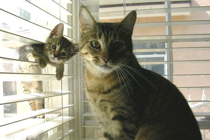 Cat With Her Mini-me
