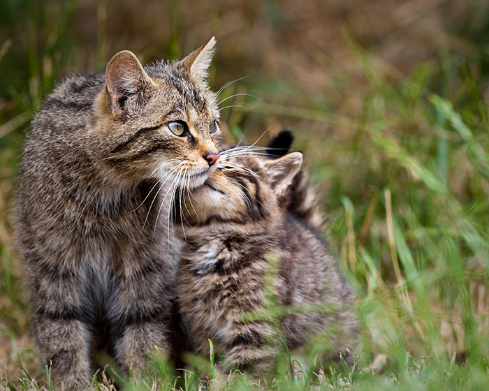Scottish Wild Cat Aka "the Highland Tiger" And Her Kitten