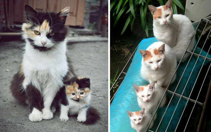 30 Cats With Their Cute Mini-Mes