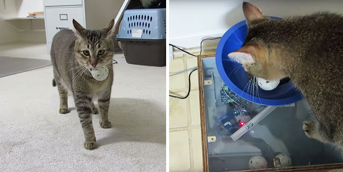 Guy Builds Cat Feeding Machine That Requires His Kitty To Hunt For Food