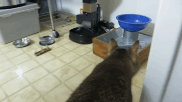 cat-feeder-makes-cat-hunt-for-food-ben-millam-gif-7
