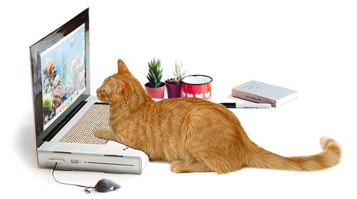 Laptop Scratching Post Lets Your Cat Work On A Computer Without Destroying Yours
