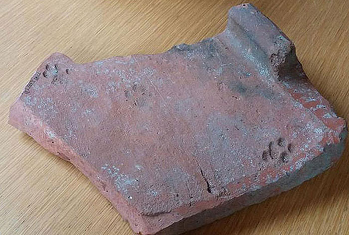 2000-Year-Old Paw Print Proves Cats Never Cared About Your Stuff