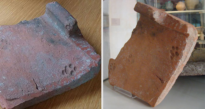 2000-Year-Old Paw Print Proves Cats Never Cared About Your Stuff