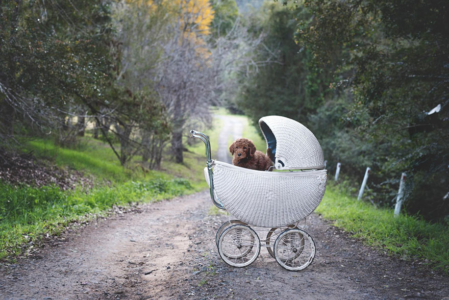 Tired Of Being Asked About Babies, This Couple Did A Newborn Photoshoot With Their Dog