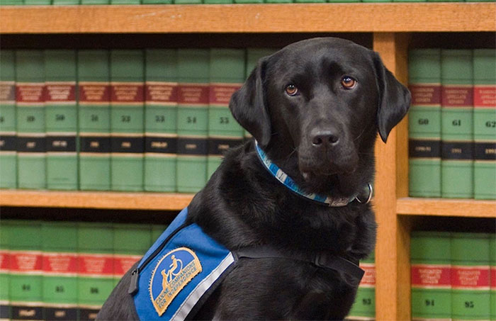 It's Scary To Testify In Front Of Your Attacker In Court, But These Dogs Make It Easier