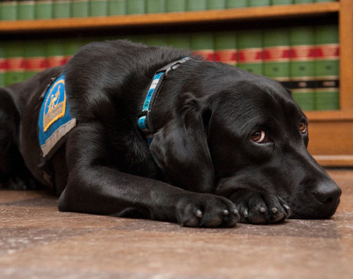 It's Scary To Testify In Front Of Your Attacker In Court, But These Dogs Make It Easier