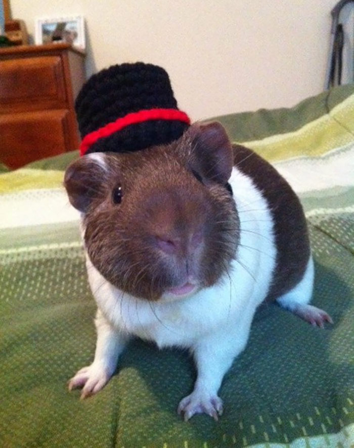The Gentleman Guinea Pig Hat