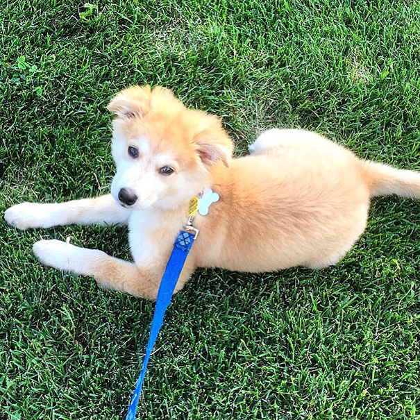 White and brown puppy laying on grass 