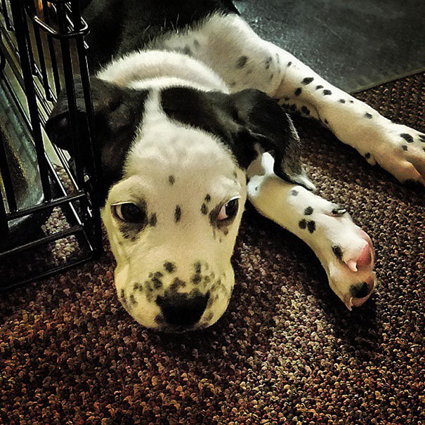 Black and white puppy laying on the ground near a cage 