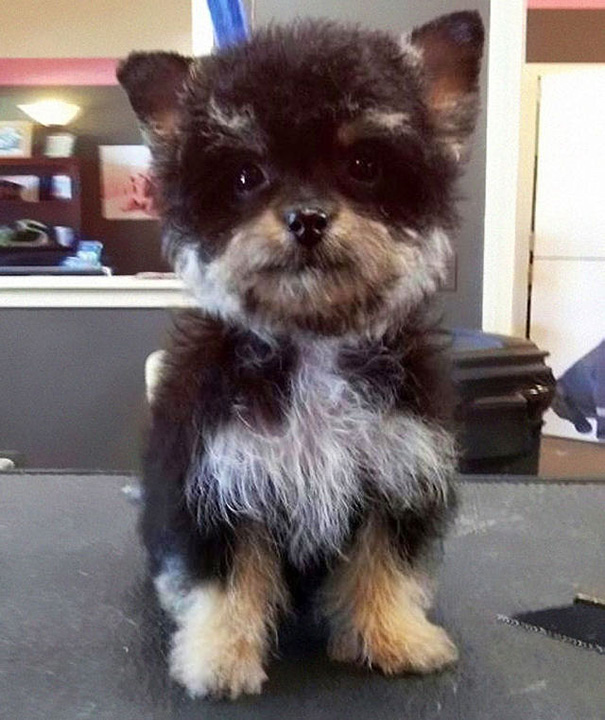 My Boyfriend's New Cutie Yorkie-Poo (Yorkshire Terrier + Poodle) Puppy