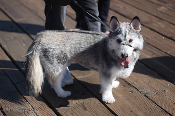 Small grey and white dog standing on porch 