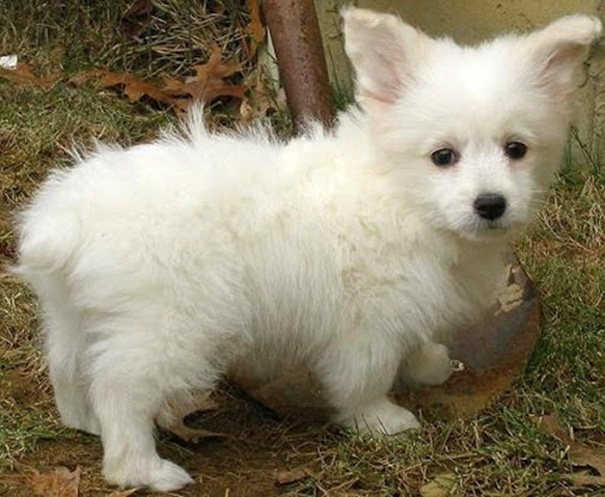 Small white dog outside 