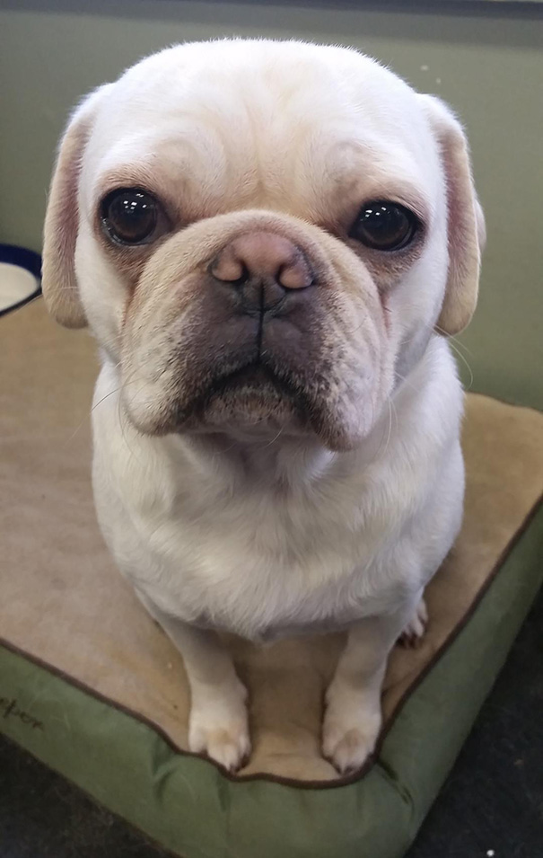 This Is My Dog, Stanley. He's A Pug And French Bulldog Mix