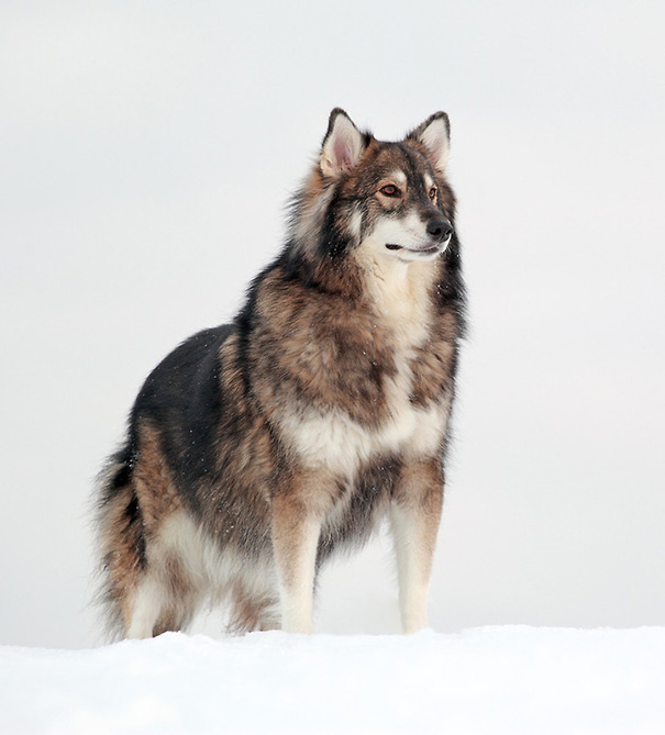 Majestic dog standing in snow