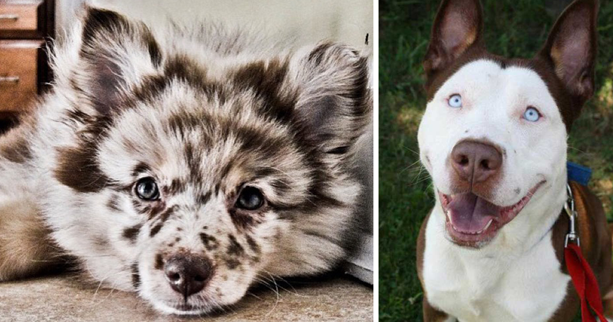 Weird Dog Crossbreeds Weird Dog Crossbreeds