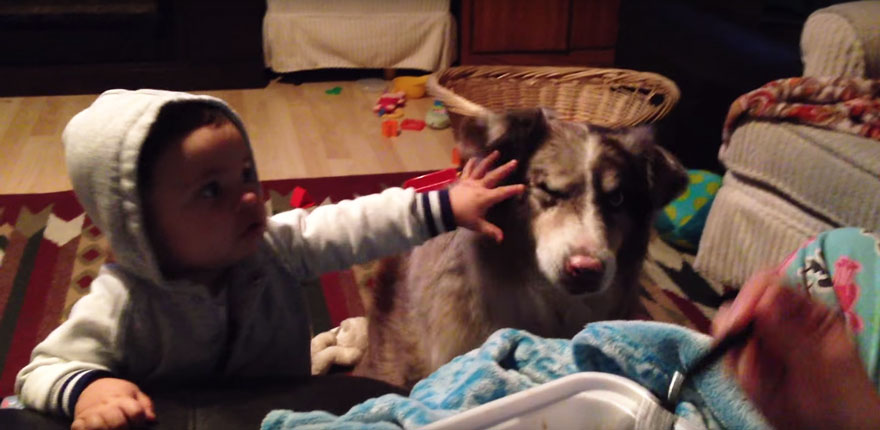 Mom Offers Baby A Treat If He Says 'Mama,' Dog Says It First