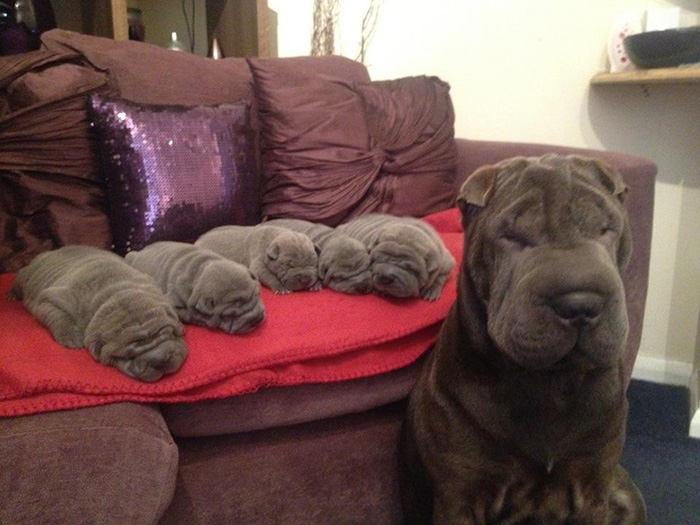 50 Dogs With Their Cute Mini-Mes
