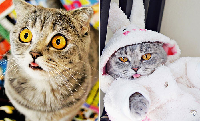 Ridiculously Cute Pics Of The ‘Einstein’ Cat Who Got Really Grumpy