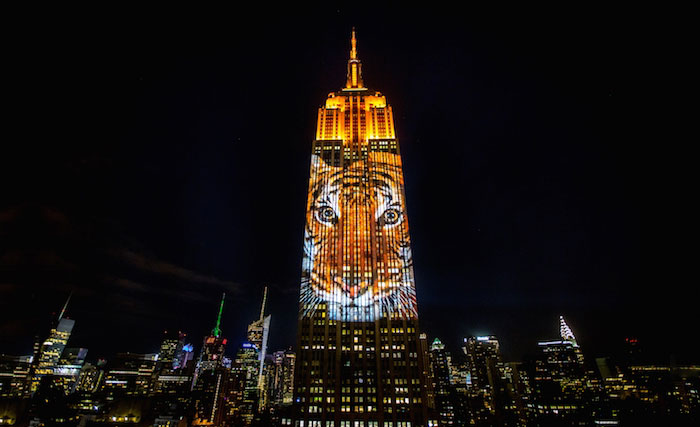 Cecil The Lion And 160 Endangered Animals Projected On Empire State Building