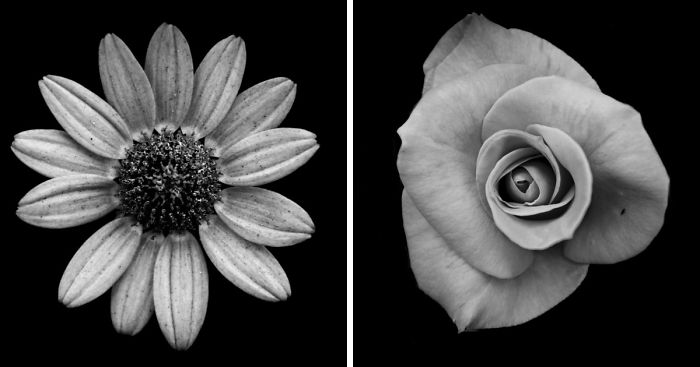 karakter Wrap indre I Take Black & White Photos Of Garden Flowers To Show The Beautiful  Symmetry Of Nature | Bored Panda