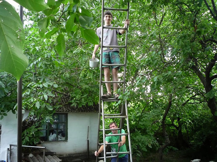 Two men on a precarious ladder in a garden, illustrating why women live longer than men.