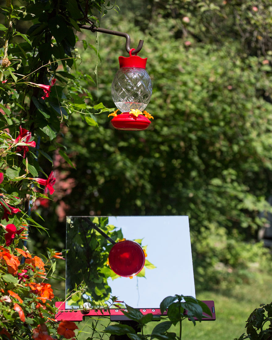Technologist Puts Angled Mirror Under Hummingbird Feeder And Spends Hours Recording Their Activity