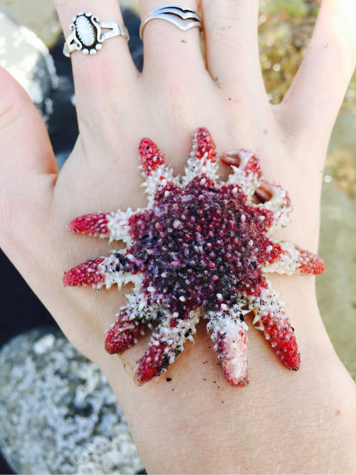 This Is A Rose Starfish Found In Homer Alaska