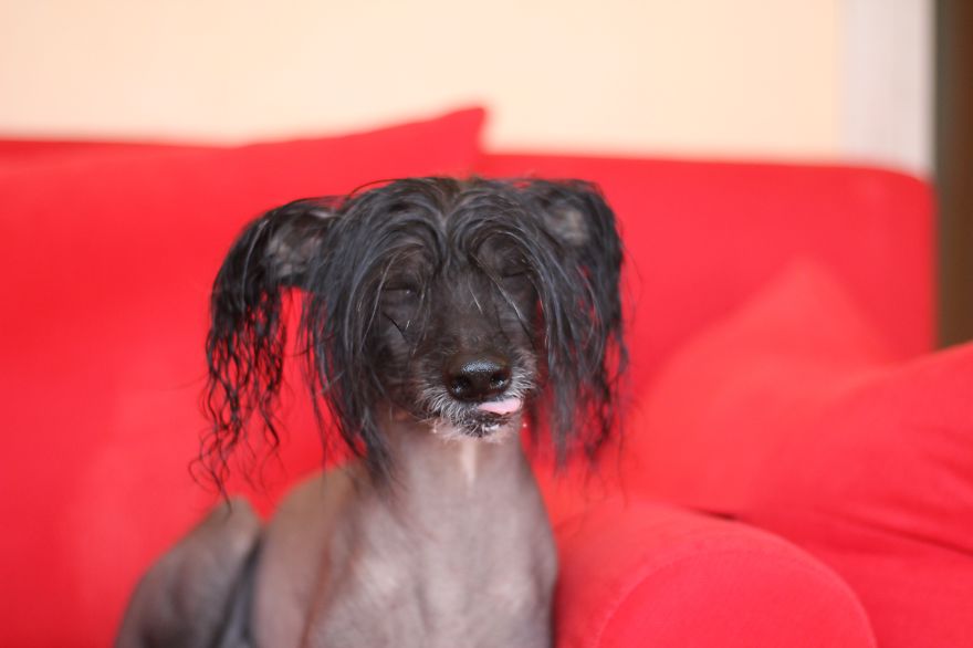 My Amazing Chinese Crested Dog From Russia
