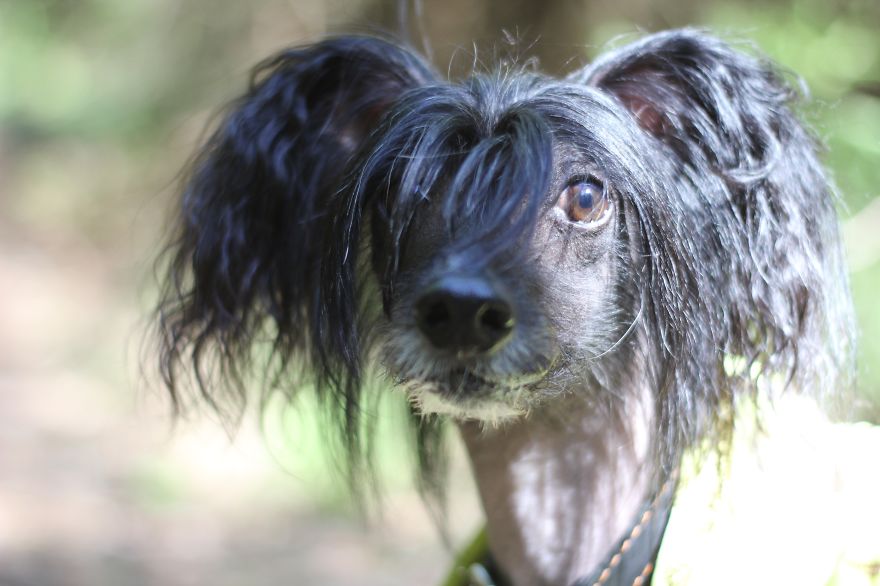 My Amazing Chinese Crested Dog From Russia