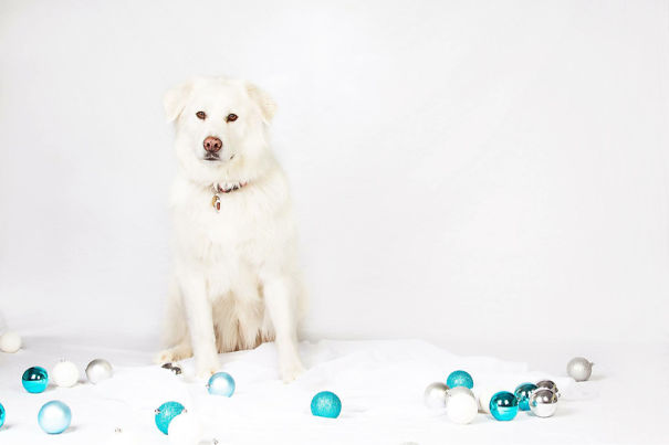 White dog sitting with Christmas tree toys 