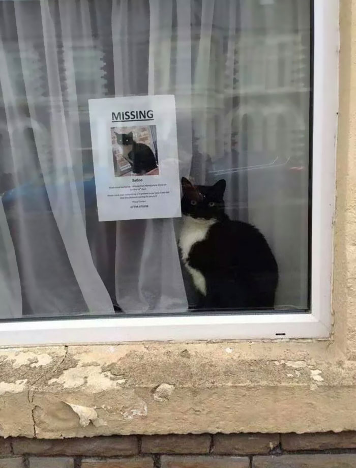 missing-cat-poster-found-next-6