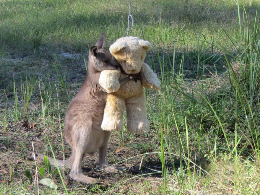 Orphaned Baby Kangaroo Just Wants To Hug His Teddy Bear