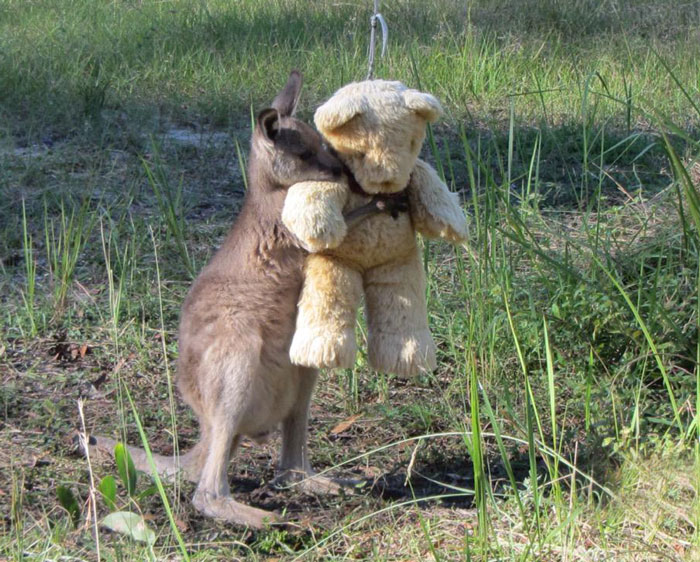 Orphaned Baby Kangaroo Just Wants To Hug His Teddy Bear