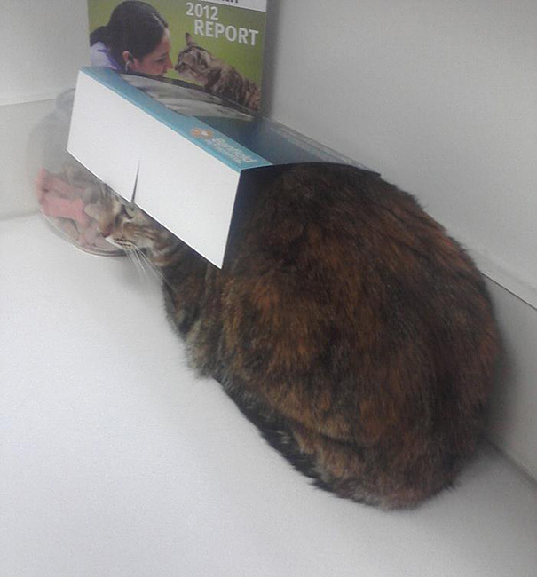 My Cat, Mastermind At Hiding From The Vet