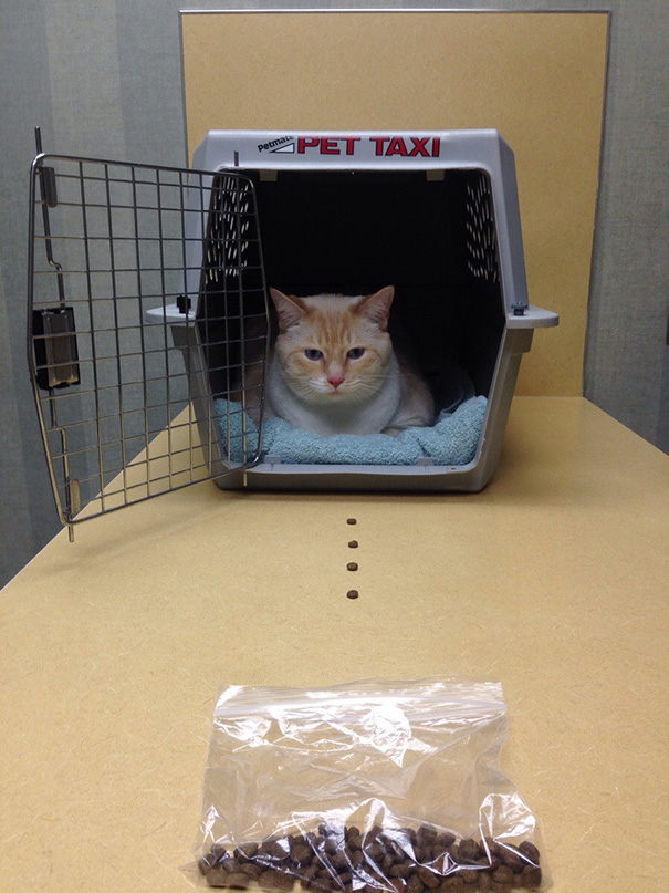 It Took 10 Minutes To Get Him In The Kennel To Take Him To The Vet. Now we can't get him out of it