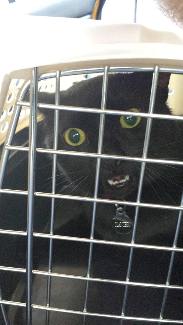 Took My Cat To The Vet Today. He Loved Every Minute Of It