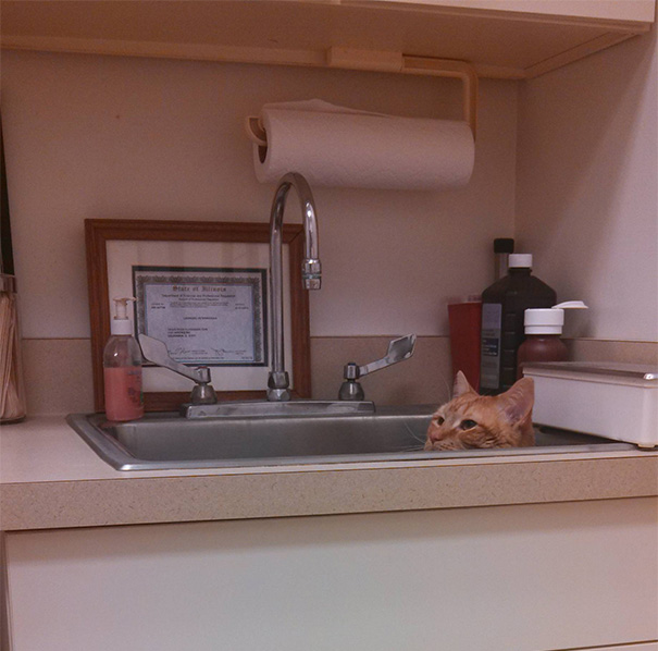 My Cat's Hiding Spot At The Vet Today