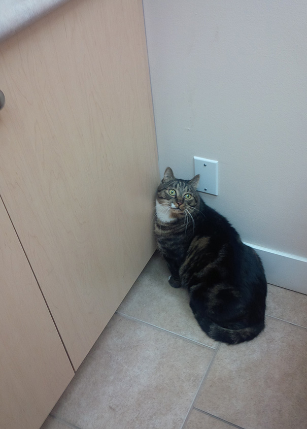 My Cat At The Vet, And The Veterinarian Just Walked In The Room