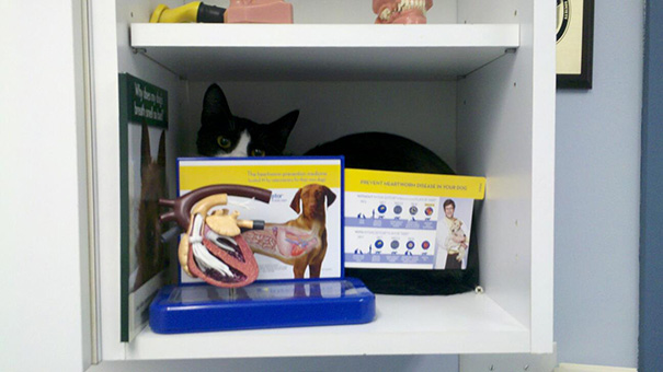 This Cat Is Desperately Hiding At The Vet
