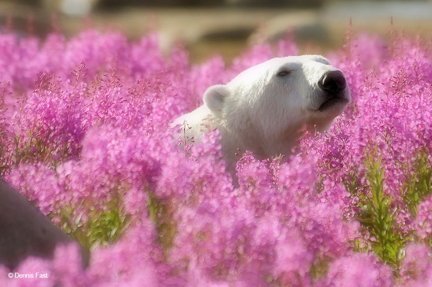 polar-bear-playing-flower-field-dennis-fast-12