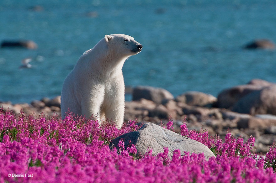 polar-bear-playing-flower-field-dennis-fast-15