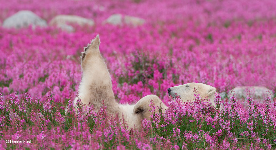 polar-bear-playing-flower-field-dennis-fast-21