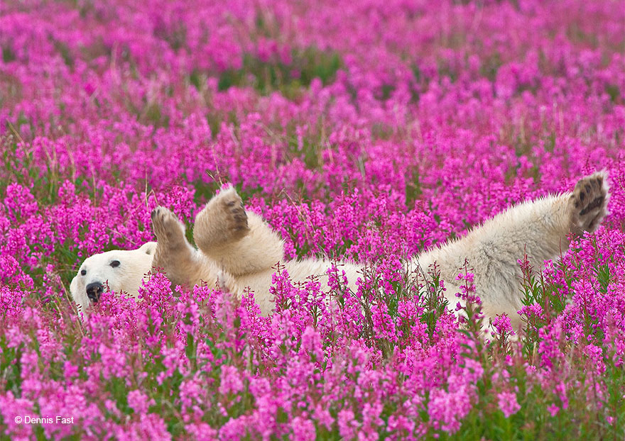 polar-bear-playing-flower-field-dennis-fast-22