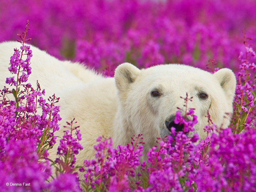 polar-bear-playing-flower-field-dennis-fast-23