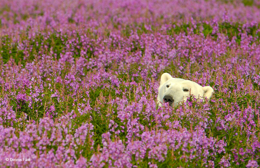 Canadian Photographer Captures Polar Bears Playing In Flower Fields
