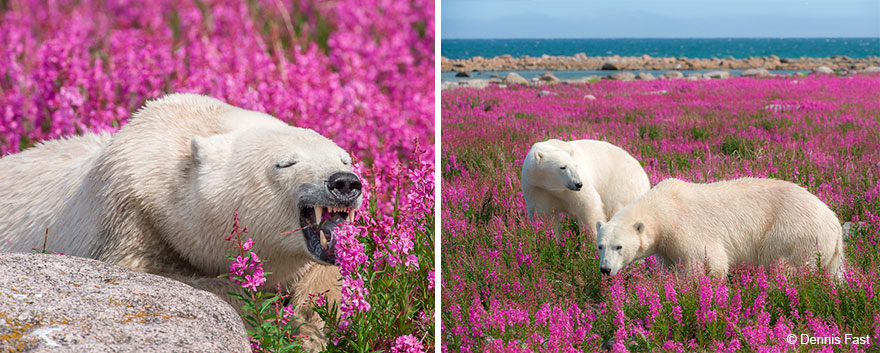 polar-bear-playing-flower-field-dennis-fast-25